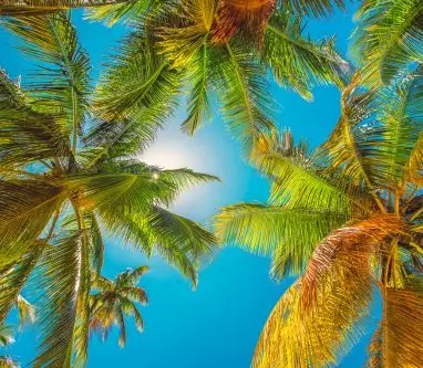 vista de palmeras desde punta cana