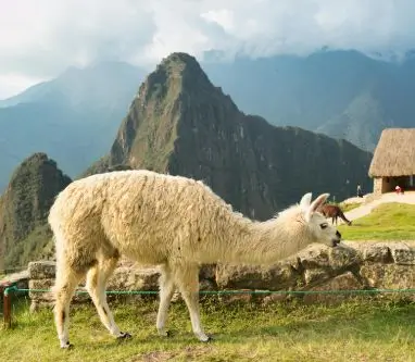 vista de la fauna en al ciudad inca de machupicchu