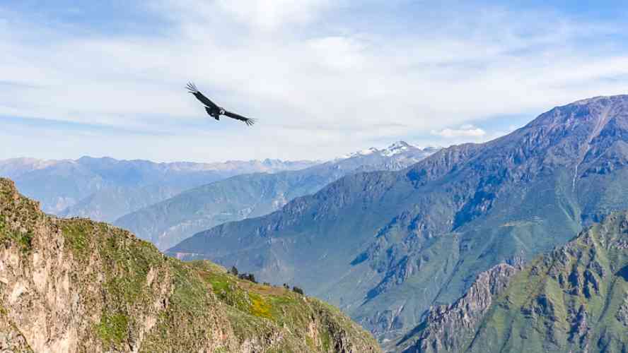 DAY 8: COLCA CANYON / CONDOR CROSS / PUNO