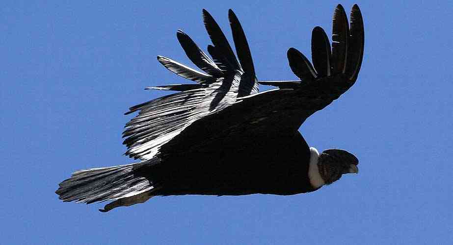 COLCA CANYON / CONDOR CROSS  / PUNO