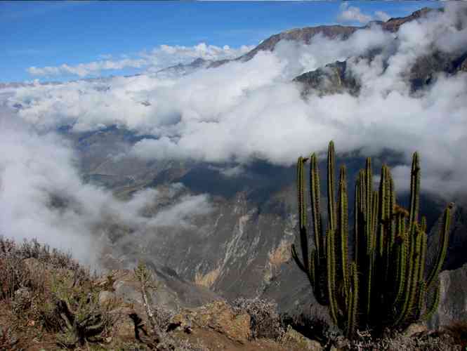 COLCA CANYON / FLOGHT OF THE CONDORS/ PUNO