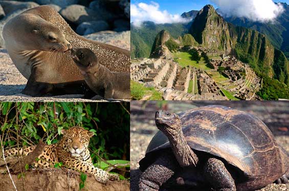 Explorador Inca - Amazonas