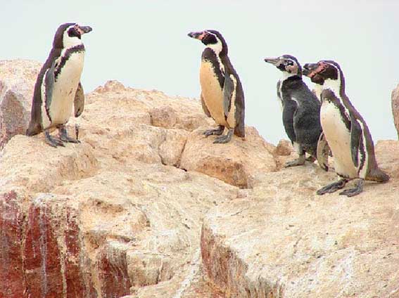 Paquetes Turisticos del Peru - Ica - Islas Ballestas