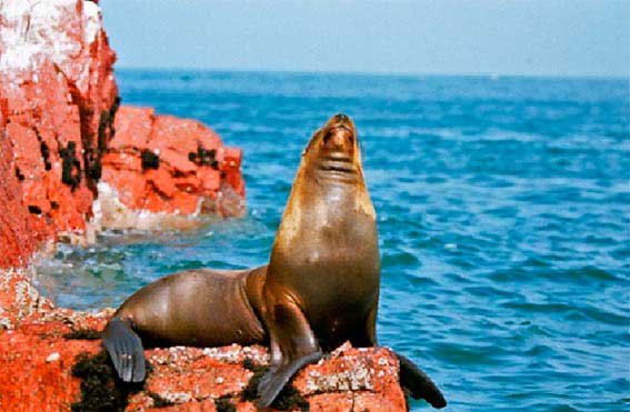 Paquetes Turisticos Peru - Islas Ballestas tour