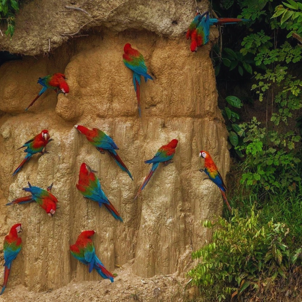 Macaw Clay Lick