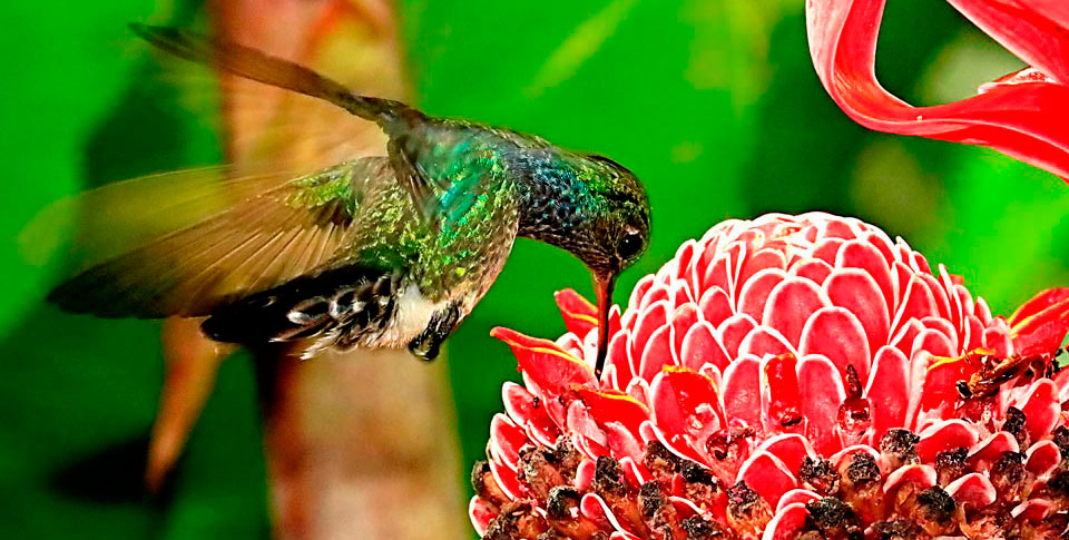 Colibri - Puerto Maldonado - Peru