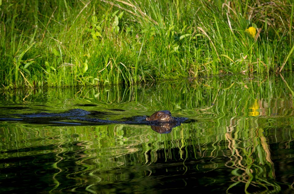 Giant Otter in the Manu National Park, Peru