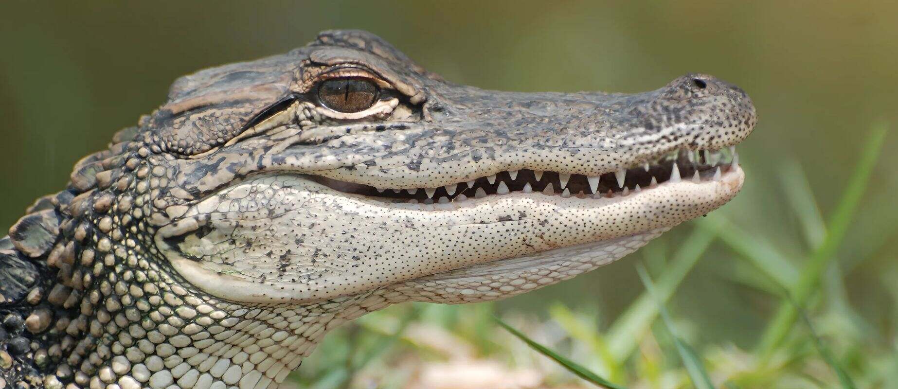 biodiversity in the Caiman Cocha
