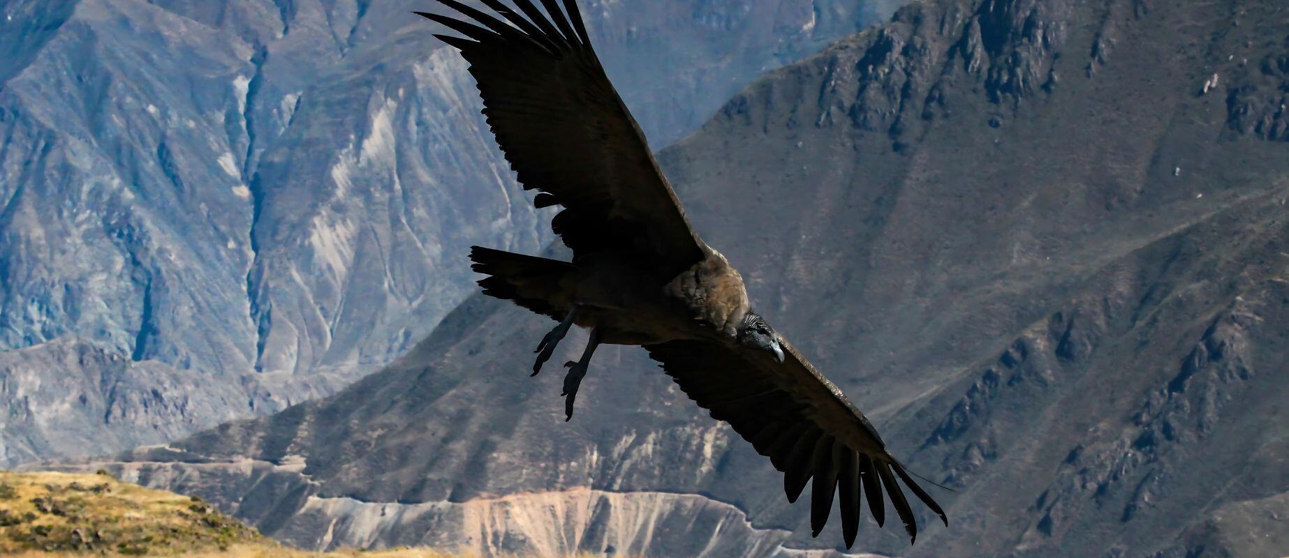 cruz del cóndor en cañon de colca