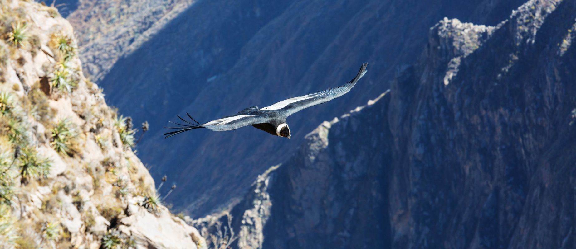 Condor Cross in the Colca Canyon