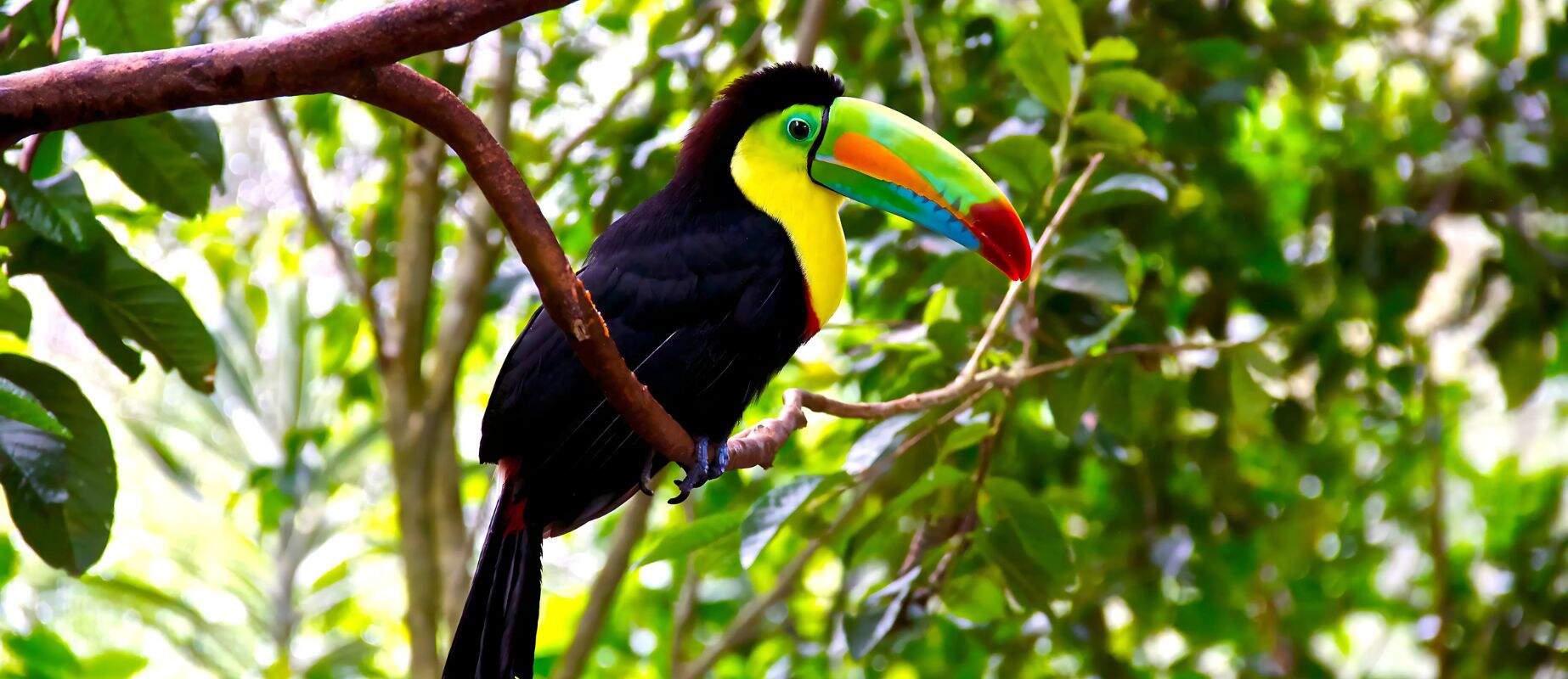 toucan on Lake Apu Victor