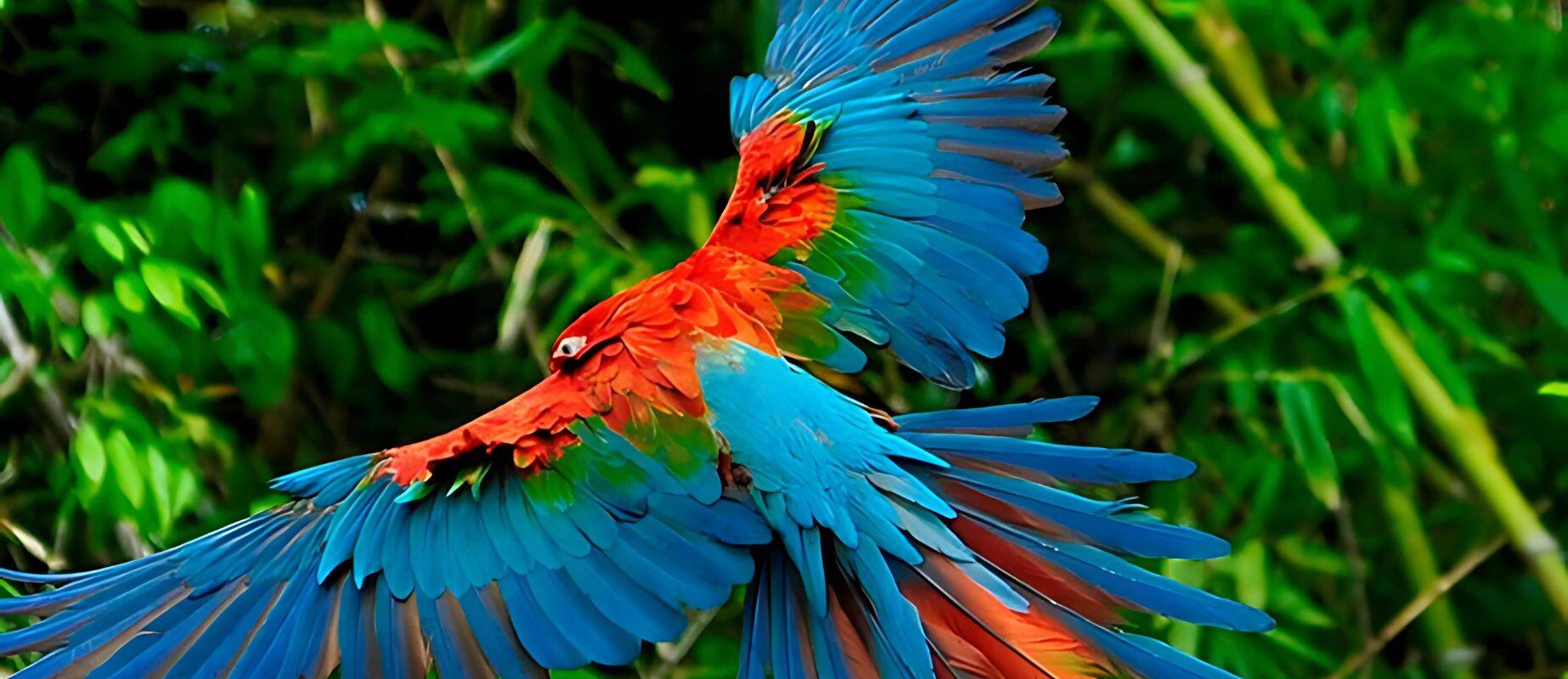 guacamayo en madre de dios