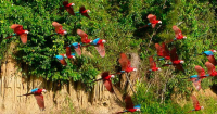 Parque Nacional Del Manu