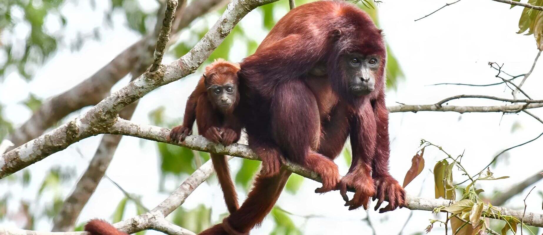 howler monkey in the Peruvian Amazon