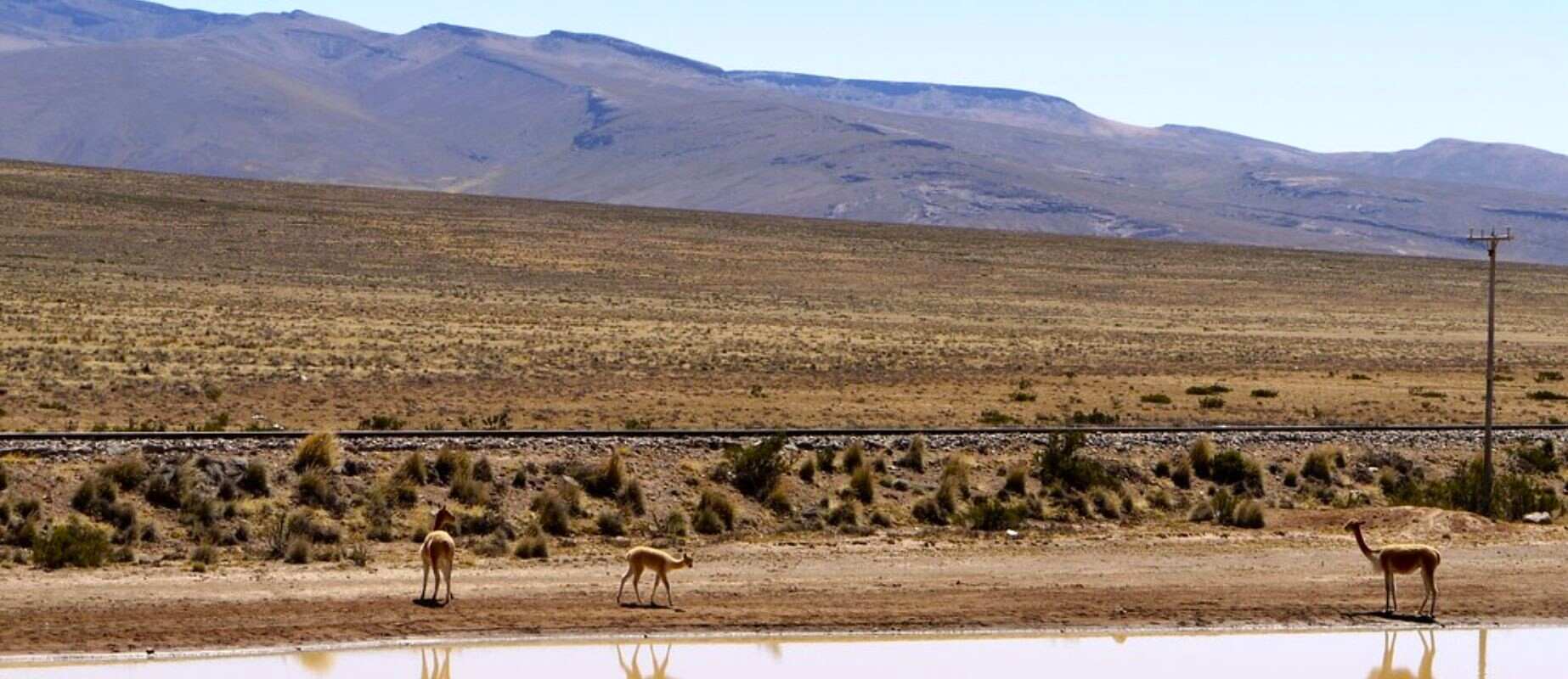 reserva nacional de salinas y aguada blanca